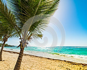 Palm trees and sandy shore in Raisins Clairs beach