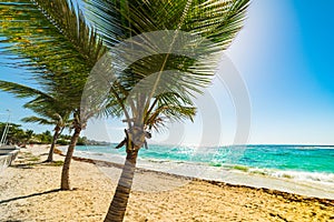 Palm trees and sandy shore in Raisins Clairs beach in Guadeloupe