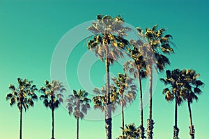 Palm trees at Santa Monica beach