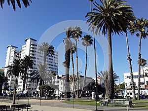 Palm Trees of Santa Monica California Mingling with Buildings and Boardwalk