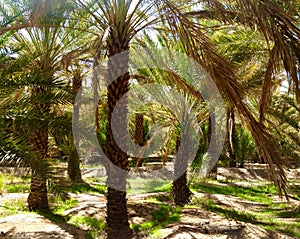 Palm Trees in Saudi Arabia photo