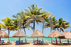 Palm Trees and Sea photo