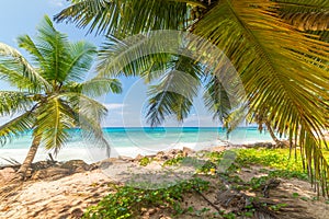 Palm trees by the sea in Anse Kerlan