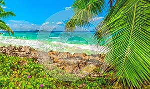 Palm trees by the sea in Anse Kerlan photo