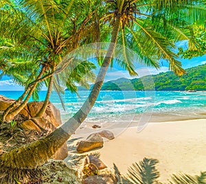 Palm trees by the sea in Anse Lazio beach