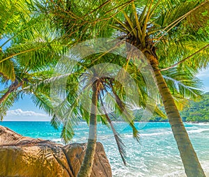 Palm trees by the sea in Anse Lazio beach