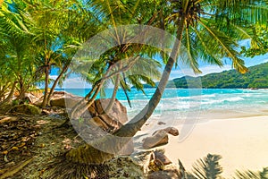 Palm trees by the sea in Anse Lazio beach