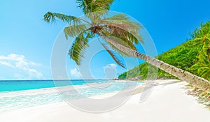 Palm trees by the sea in Praslin island