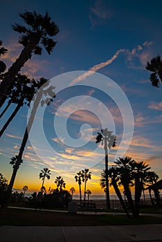 Palm trees by the sea in Santa Monica shore at sunset