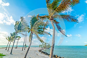 Palm trees by the sea in Sombrero Beach in Marathon Key