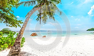 Palm trees by the sea in a tropical beach