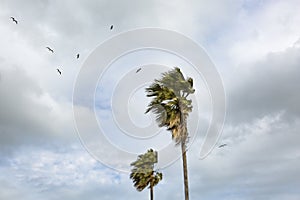 Palm trees and seagulls against stormy background