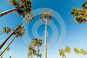 Palm trees and seagulls in Venice beach