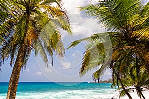 Palm Trees and Seascape photo