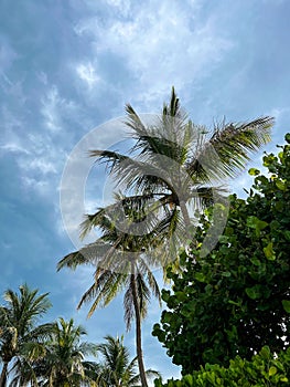 palm trees by the seashore in beautiful Miami