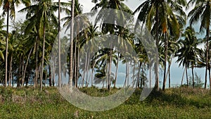 Palm trees on seashore. Coconut palm trees and green grass on beach in Thailand on sunny day. Plantation in tropical paradise