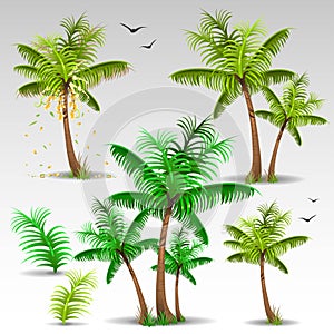 Palm trees set