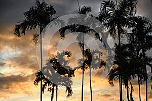 Palm trees set against a blue shy with the sun shining through.