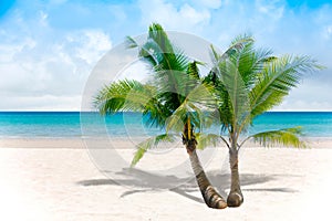 Palm trees with shadow on the beach, Summer beach background. Sand and sea and sky