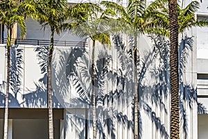 Palm Trees Shadows Building Miami Beach Florida