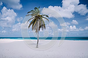 Palm Trees on the shoreline of Eagle Beach in Aruba