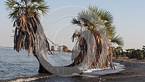Palm trees on shores of Lake Turkana, Kenya