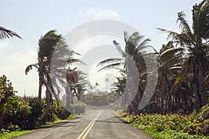 Palm Trees on the side of the road of San Andres