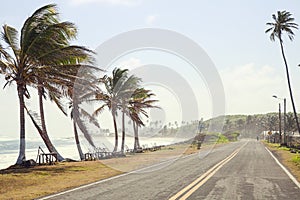 Palm Trees on the side of the road of San Andres photo