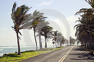 Palm Trees on the side of the road of San Andres photo