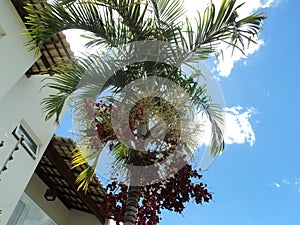 Palm trees on the sidewalk, with its green branches and fruit already beginning to ripen.