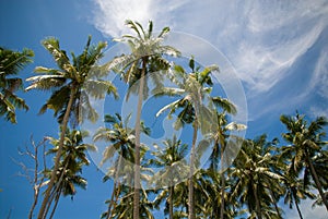 Palm trees on Siladen island