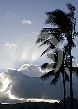 Palm Trees in Silhouette