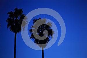 Palm trees in silhouette against a blue sky in Hollywood, California