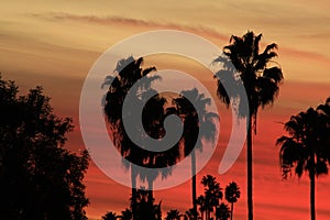 Palm trees in silhouette against a red sunset in Hollywood, California photo