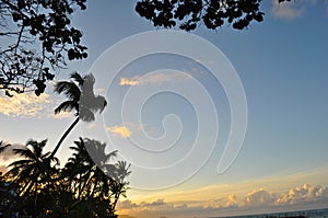 Palm Trees silhouette against sunset