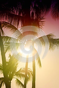 Palm trees silhouette. Beautiful tropical background, sun glare, retro, vintage filter.