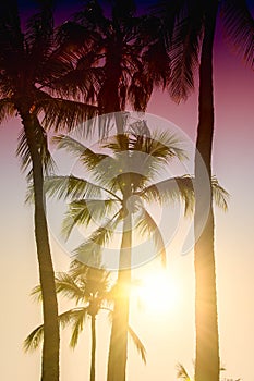 Palm trees silhouette. Beautiful tropical background, sun glare, retro, vintage filter.