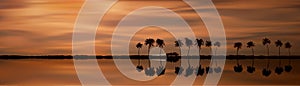 Palm trees silhouette and coast line vector illustration