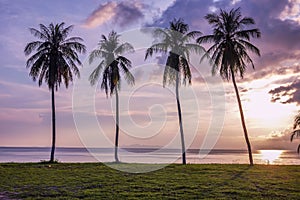 Palm Trees Silhouette on Purple Sunset Background, Samui Island in Thailand