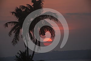 Palm trees silhouette on sunset