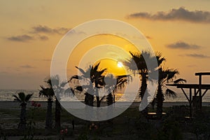 Palm trees silhouette sunset