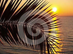 Palm trees silhouette at sunset