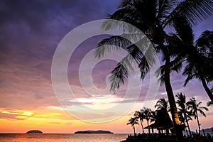 Palm trees silhouette with sunset