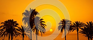 Palm trees silhouette at sunset