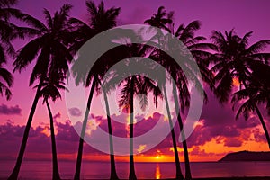 Palm trees silhouette at sunset