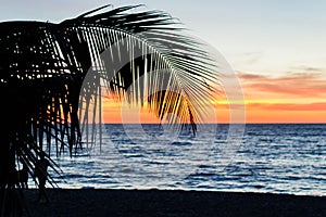 Palm trees silhouette. Sunset colorful sky backlight in Asia