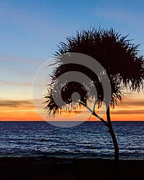 Palm trees silhouette. Sunset colorful sky backlight in Asia