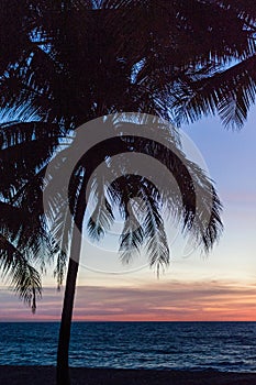 Palm trees silhouette. Sunset colorful sky backlight in Asia