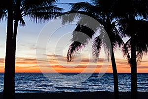 Palm trees silhouette. Sunset colorful sky backlight in Asia