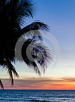 Palm trees silhouette. Sunset colorful sky backlight in Asia